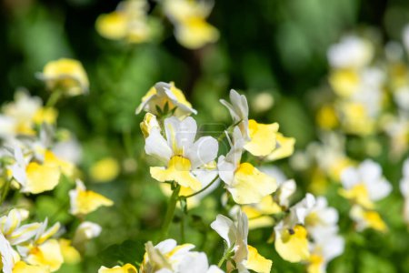 Close up of yellow nemesia flowers in bloom