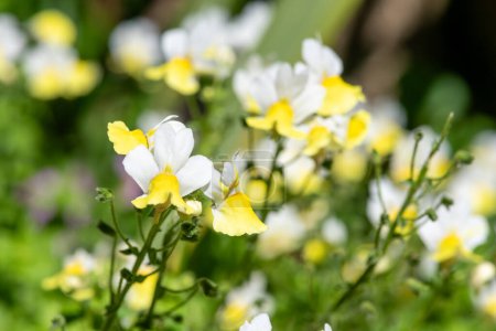 Primer plano de flores de nemesia amarilla en flor