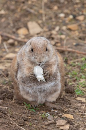 Portrait d'une marmotte (marmota monax) mangeant un morceau de nourriture