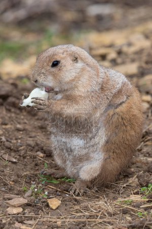 Foto de Retrato de una marmota (marmota monax) comiendo un trozo de comida - Imagen libre de derechos