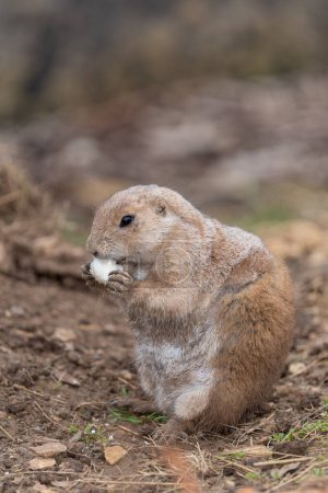 Foto de Retrato de una marmota (marmota monax) comiendo un trozo de comida - Imagen libre de derechos