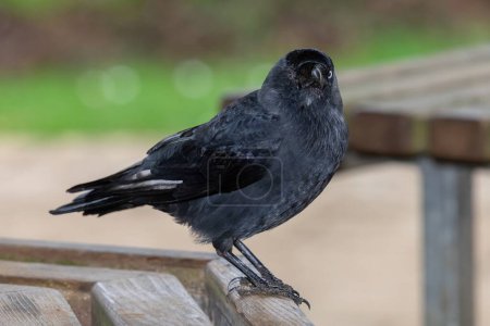 Portrait of a jackdaw (coloeus monedula) perching on a wooden bench