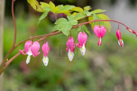 Close up of a bleeding heart (lamprocapnos spectabilis) flower in bloom