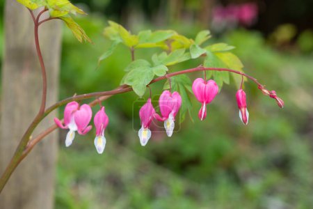 Photo for Close up of a bleeding heart (lamprocapnos spectabilis) flower in bloom - Royalty Free Image