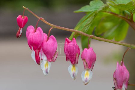 Photo for Close up of a bleeding heart (lamprocapnos spectabilis) flower in bloom - Royalty Free Image