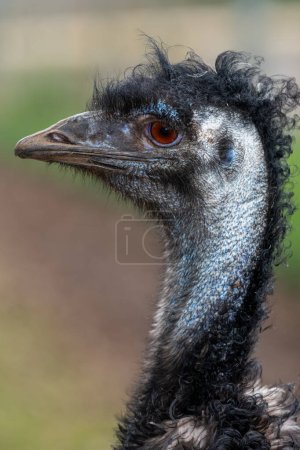 Kopfschuss eines Emus (dromaius novaehollandiae))