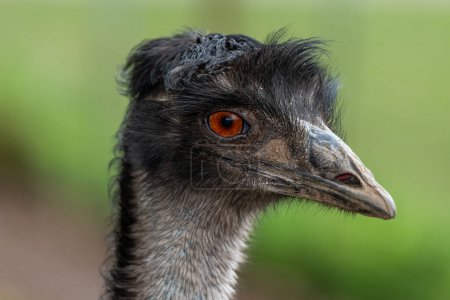 Cabeza de un emú (dromaius novaehollandiae
)