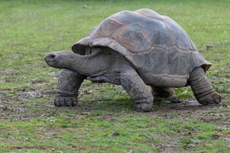 Photo for Close up of an Aldabra giant tortoise (Aldabrachelys gigantea) - Royalty Free Image