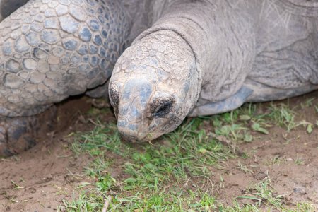Tête d'une tortue géante Aldabra (Aldabrachelys gigantea)