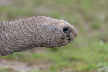 Kopfschuss einer Aldabra-Riesenschildkröte (Aldabrachelys gigantea))