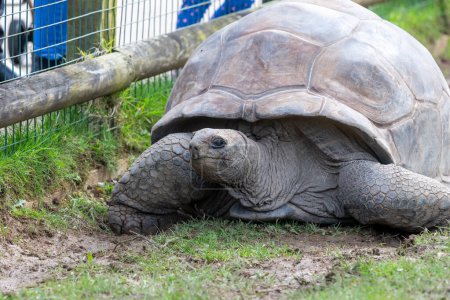 Gros plan sur une tortue géante Aldabra (Aldabrachelys Gigantea
)