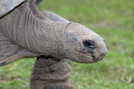 Head shot of an Aldabra giant tortoise (Aldabrachelys gigantea)