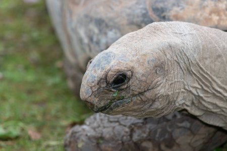 Head shot of an Aldabra giant tortoise (Aldabrachelys gigantea)