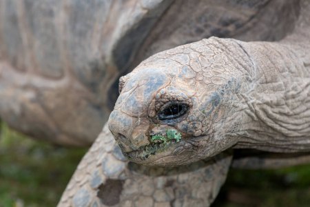 Photo for Head shot of an Aldabra giant tortoise (Aldabrachelys gigantea) - Royalty Free Image