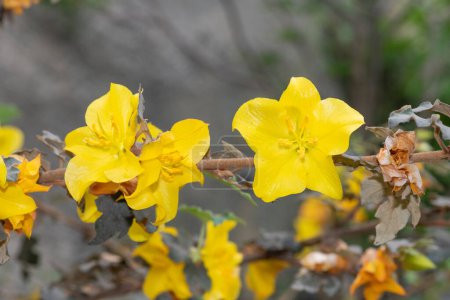 Nahaufnahme von Blumen an einem blühenden Flanellstrauch (Fremontodendron californicum)