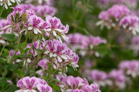 Gros plan sur les fleurs de pelargonium cordifolium en fleurs