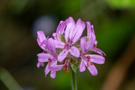 Primer plano de flores de pelargonio cordifolium en flor