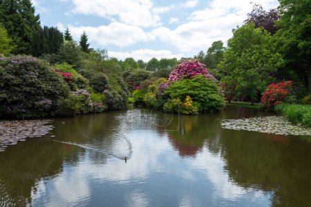 Photo for Biddulph.Staffordshire.United Kingdom.June 1st 2023.Rhododendrons are in bloom at Biddulph Grange - Royalty Free Image