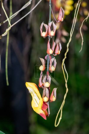 Close up of a Mysore trumpetvine (thunbergia mysorensis) flower in bloom