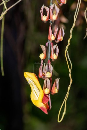Close up of a Mysore trumpetvine (thunbergia mysorensis) flower in bloom