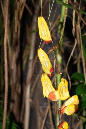 Nahaufnahme einer blühenden Mysore-Trompetenblume (thunbergia mysorensis)