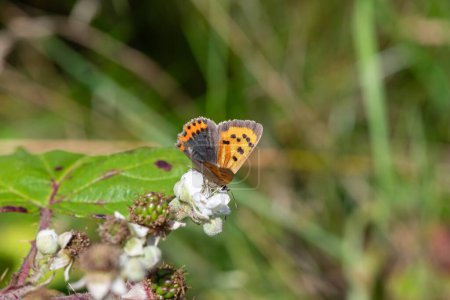 Macro shot of a small copper (lycanaena phlaeas) butterfly pollinating a blackberry flower