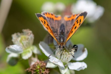 Macro shot of a small copper (lycanaena phlaeas) butterfly pollinating a blackberry flower