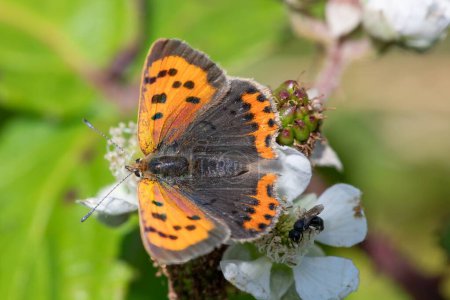 Photo for Macro shot of a small copper (lycanaena phlaeas) butterfly pollinating a blackberry flower - Royalty Free Image