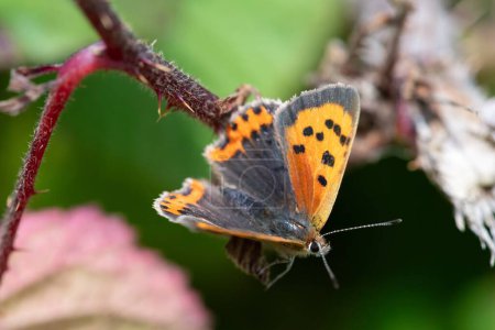 Macro shot of a small copper (lycanaena phlaeas) butterfly