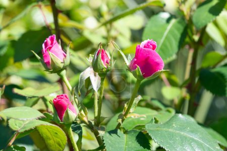 Photo for Close up of pink rose buds in bloom - Royalty Free Image