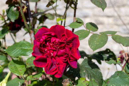 Photo for Close up of a red rose in bloom in the garden - Royalty Free Image