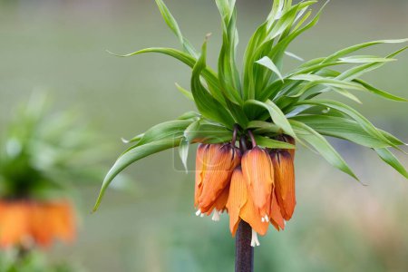 Close up of an imperial fritillary (fritillaria imperialis) flower in bloom