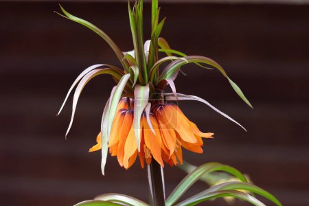 Close up of an imperial fritillary (fritillaria imperialis) flower in bloom