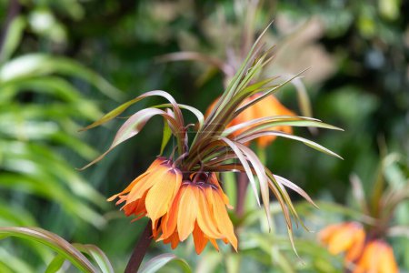 Photo for Close up of an imperial fritillary (fritillaria imperialis) flower in bloom - Royalty Free Image