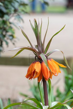 Primer plano de una flor de fritillaria imperial (fritillaria imperialis) en flor