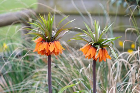 Close up of  imperial fritillary (fritillaria imperialis) flowers in bloom