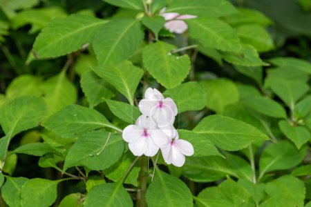 Großaufnahme von blühenden Blumen der Seychellen Bizzie lizzie (impatiens gordonii x walleriana)
