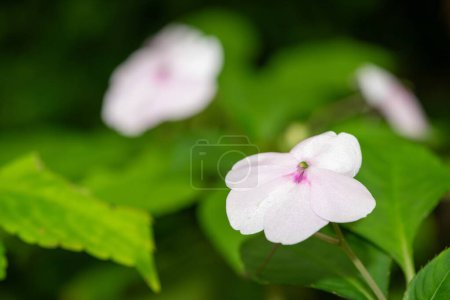 Photo for Close up of Seychelles bizzie lizzie (impatiens gordonii x walleriana) flowers in bloom - Royalty Free Image