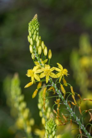 Close up of yellow snake flowers (bulbine frutescens) in bloom