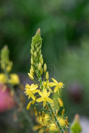 Primer plano de flores de serpiente amarilla (frutescens bulbo) en flor