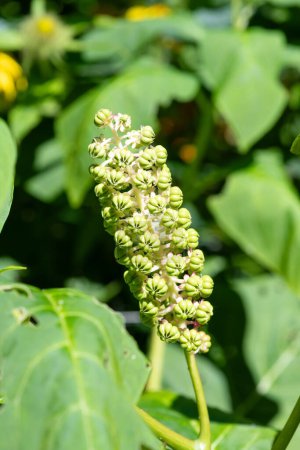 Close up of Indian pokeweed (phytolacca acinosa) flowers emerging into bloom