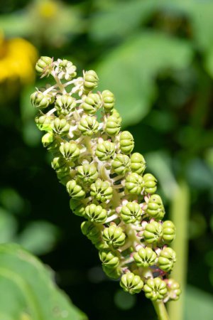 Close up of Indian pokeweed (phytolacca acinosa) flowers emerging into bloom