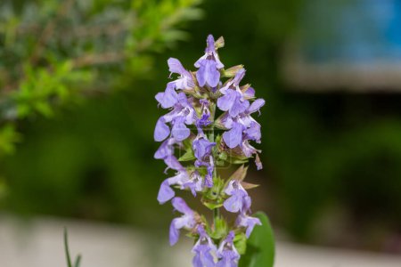 Photo for Close up of common sage (salvia officinalis) flowers in bloom - Royalty Free Image