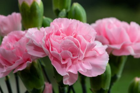 Photo for Close up of a pink dianthus flowers in bloom - Royalty Free Image