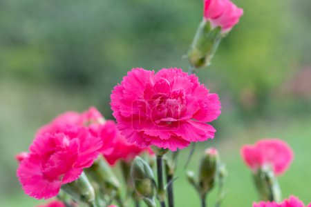 Photo for Close up of a pink dianthus flowers in bloom - Royalty Free Image