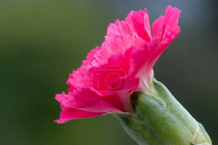 Photo for Close up of a pink dianthus flower in bloom - Royalty Free Image
