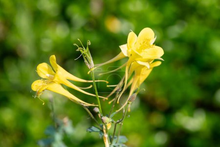 Close up of a yellow aquilegia flower in bloom