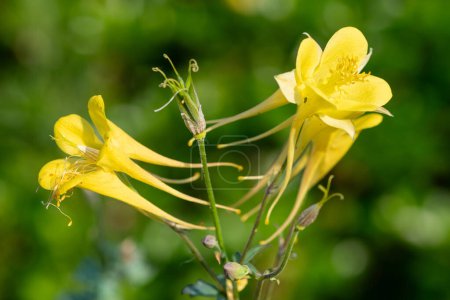 Close up of a yellow aquilegia flower in bloom