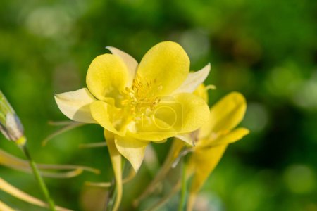 Gros plan d'une fleur d'aquilegia jaune en fleur