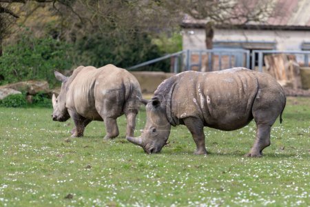 Portrait of a pair of southern white rhinos (ceratotherium simum simum) in a zoo